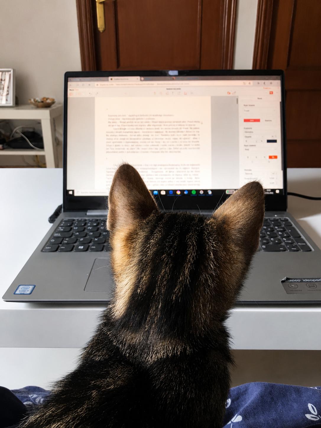 Gato negro frente a un ordenador con un texto abierto